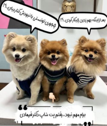 گالری مجموعه